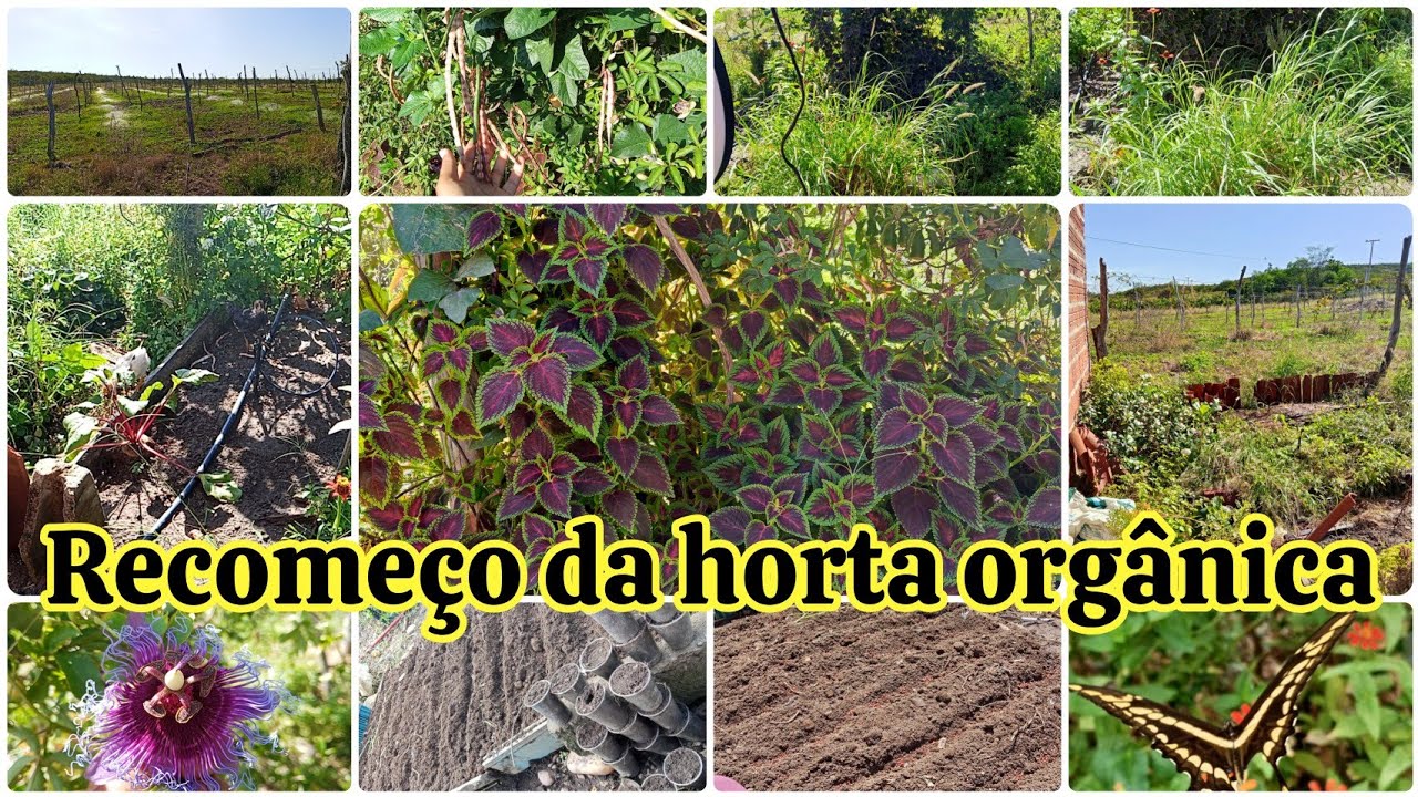 Transformei minha horta 🌱 Limpeza completa + Novo plantio | Vida real na roça”#vidasimples #roça 