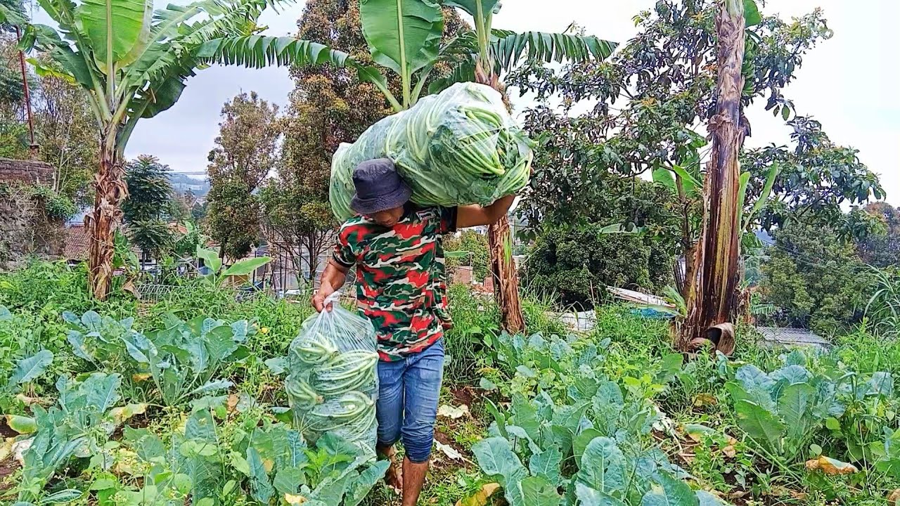 This farmer is having fun harvesting cauliflower | rural life indonesia