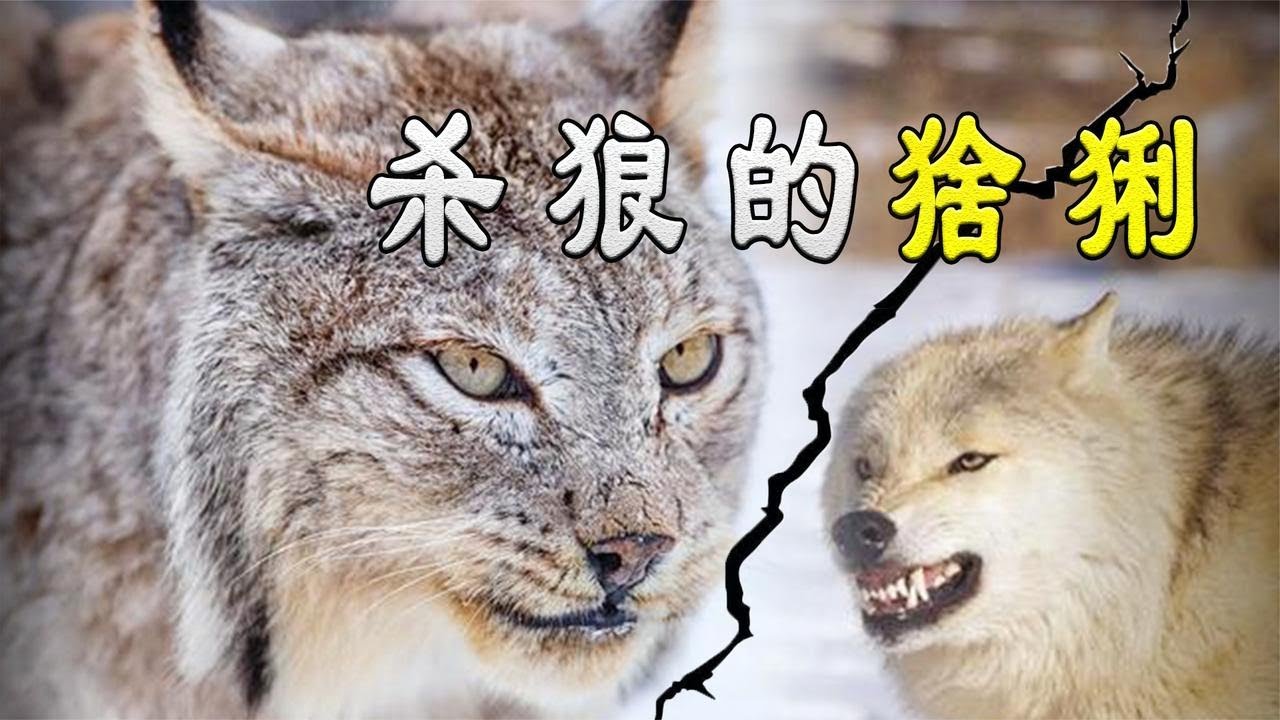 敢主动猎杀狼的猞猁，到底有多恐怖？野外至强王者【猫is博士】