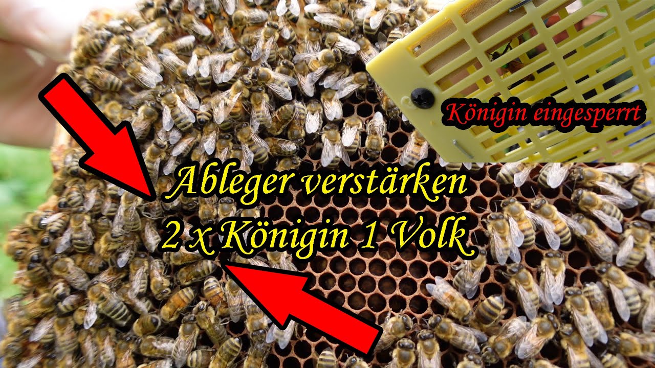 Ableger verstärken mit oder ohne Bienen.  ???