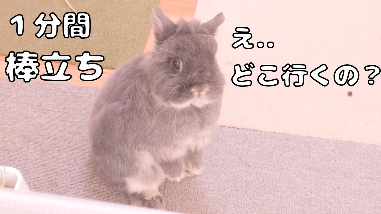 仕事に行こうとすると驚いて1分間棒立ちになったミミが可愛すぎました【No.1788】