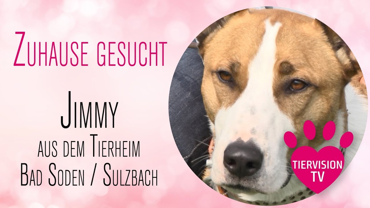 Jimmy weint jeden Tag im Tierheim