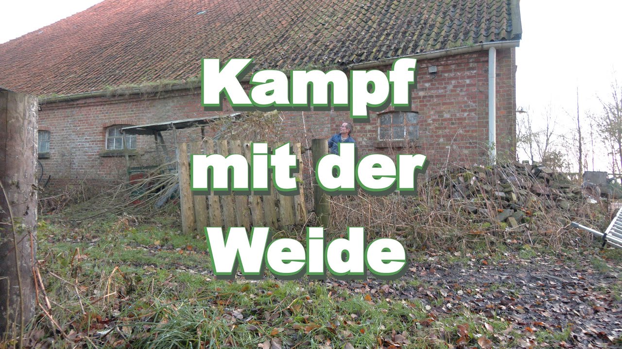 Wer gewinnt, Baum oder Mensch ?