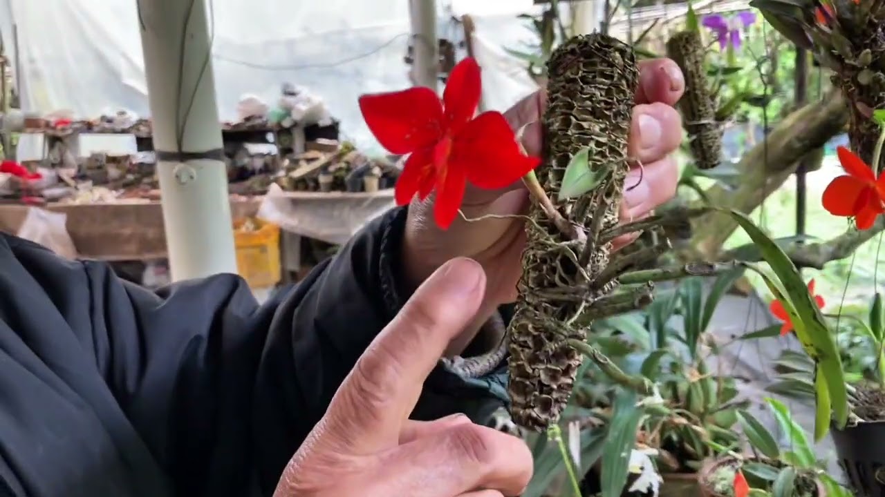 IDEAS FOR GROWING SOPHRONITIS ORCHIDS - MASUJI KAYASIMA