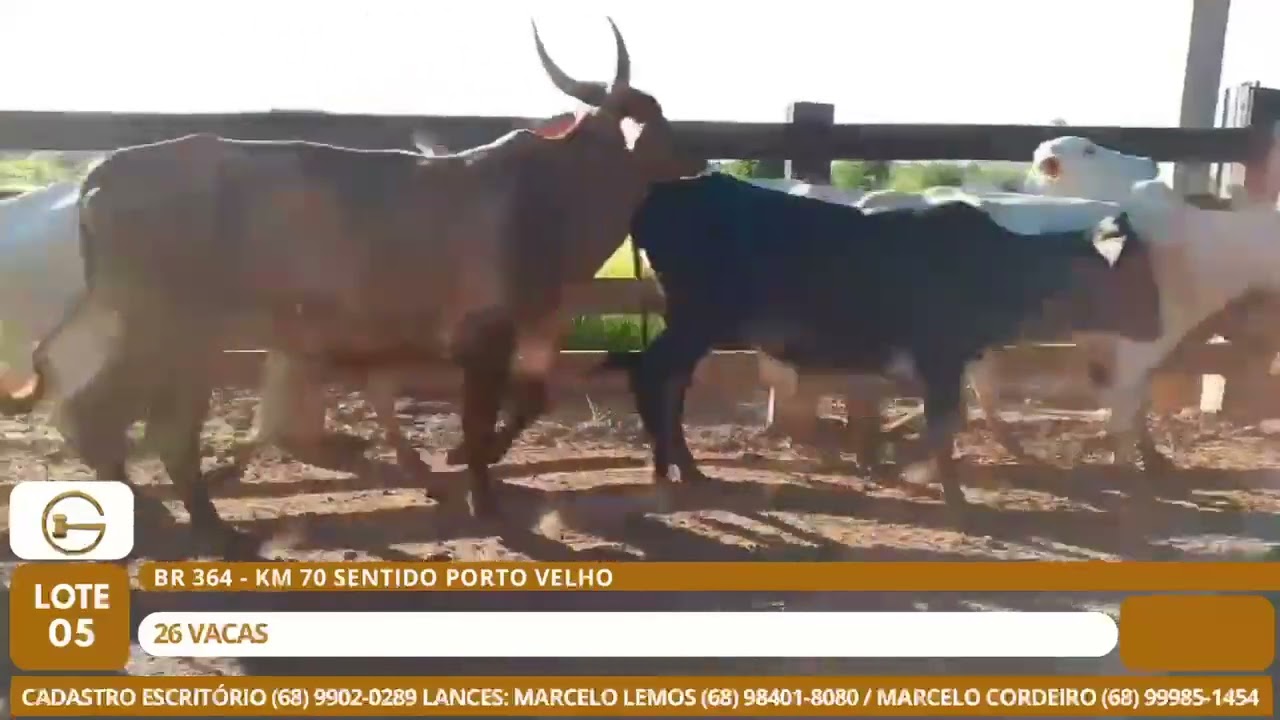LOTE 05