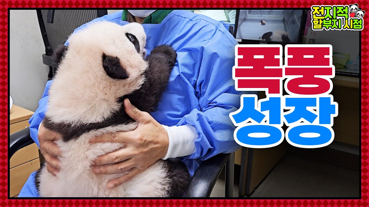 (SUB) ※Не кукла※ Пандам-близнецам исполнилось 100 дней🐼│Мир панд