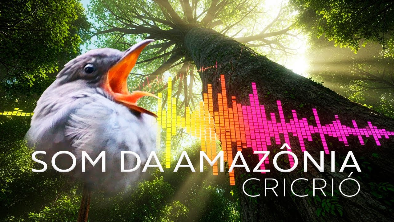 CANTO do CRICRI&Oacute; - O SOM MAIS PODEROSO da AMAZ&Ocirc;NIA!