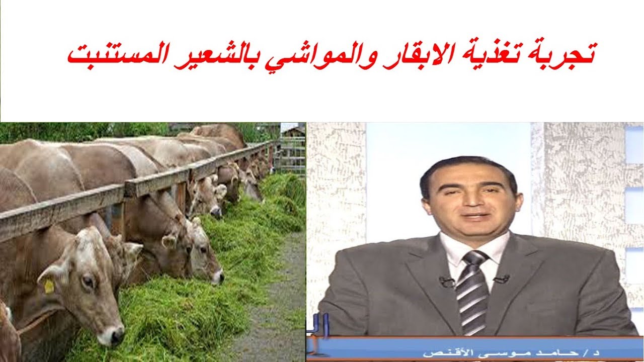 تجربة تغذية الابقار والمواشي بالشعير المستنبت