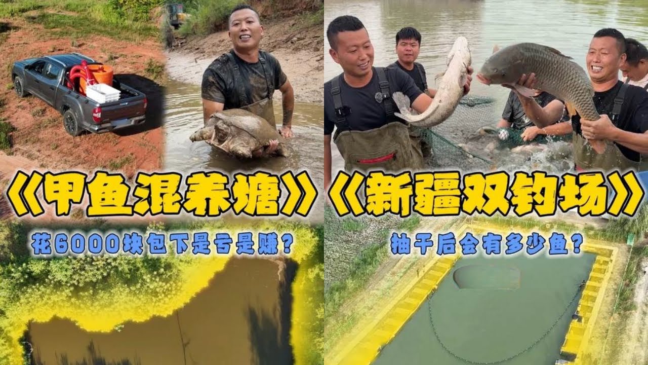 小飞哥花6000元包下甲鱼混养塘，把水放干看看是亏是赚？｜在新疆图木舒克免费包下的钓场，抽干水里面到底能上多少鱼？