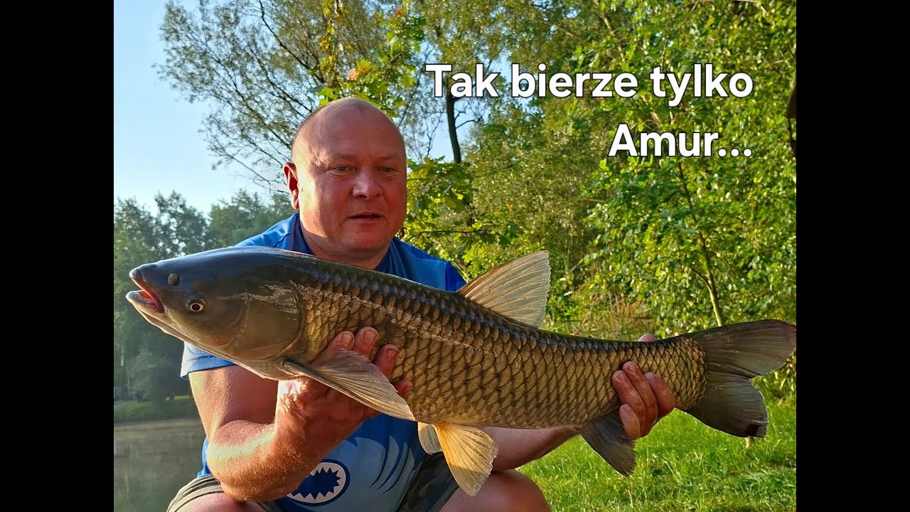 tak bierzeeee tylko amur.  Teledysk Mały Rekin