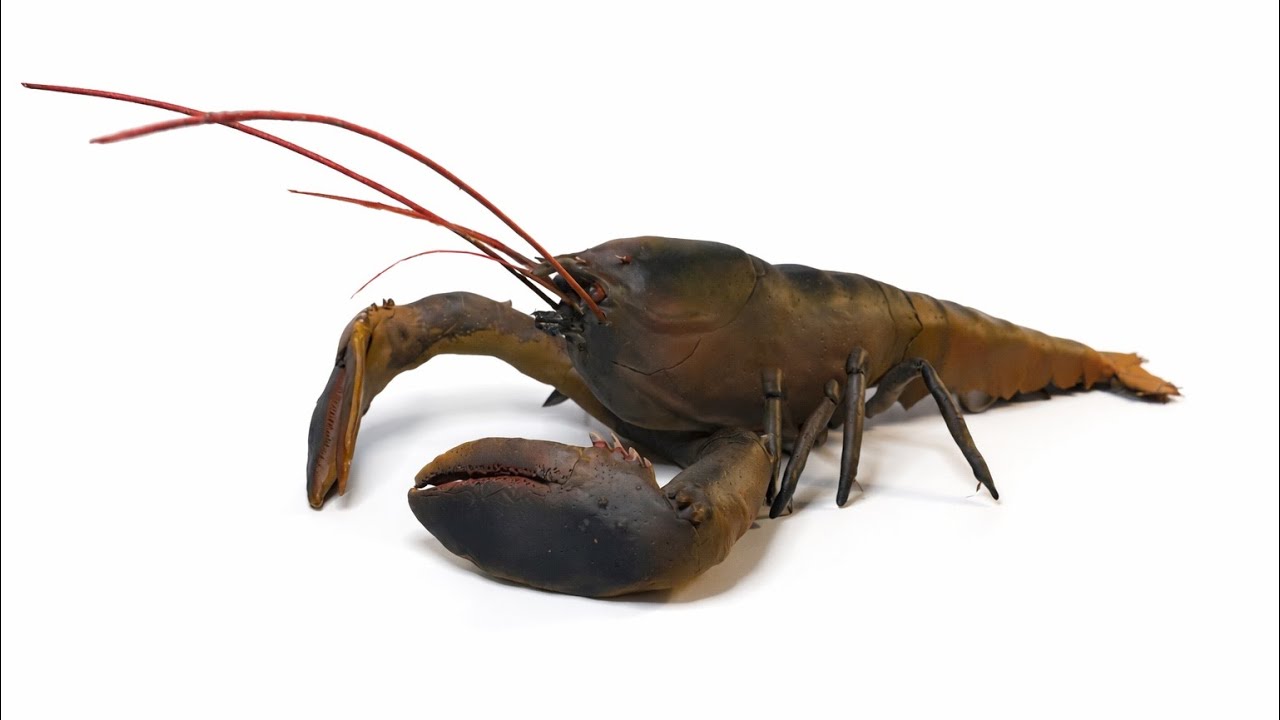 Sculpting a Realistic Lobster out of Clay (Homarus americanus) TRAGEDY!!