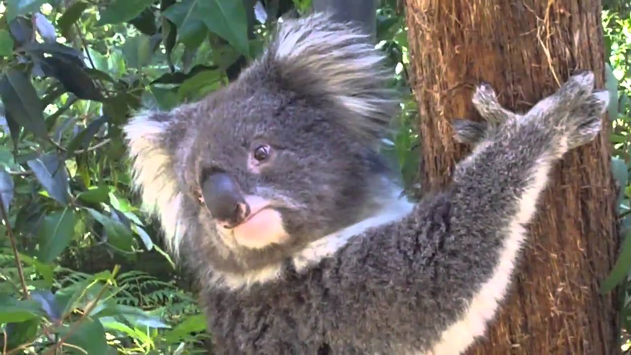 Koalas at the Healesville Sanctuary, Melbourne.
