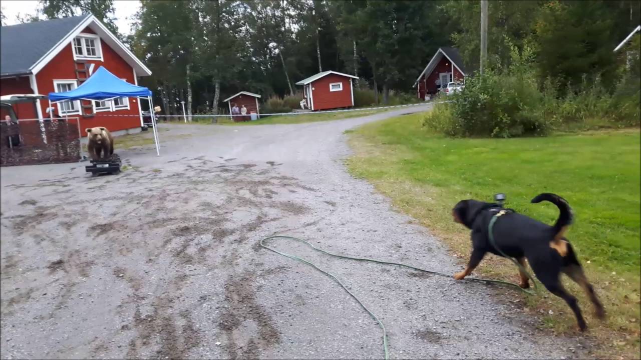 Helmi karhutestissä