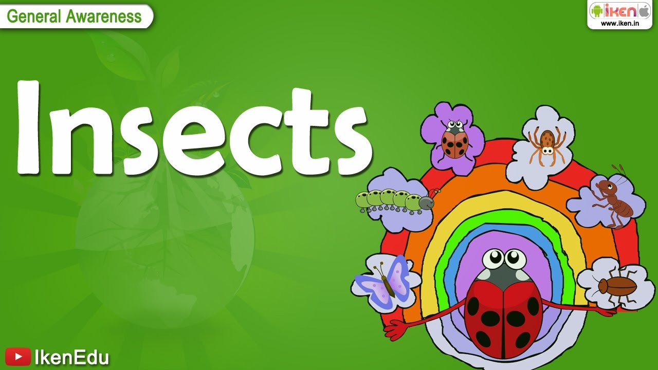 Insects | Junior KG | All About Animals | iKen