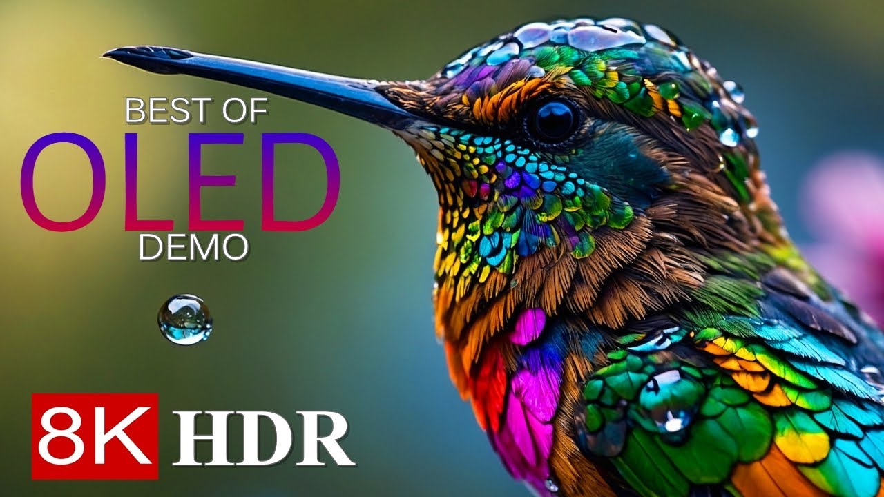 MOST COLORFUL BIRDS 8K HDR – OLED DEMO 8K Ultra HD
