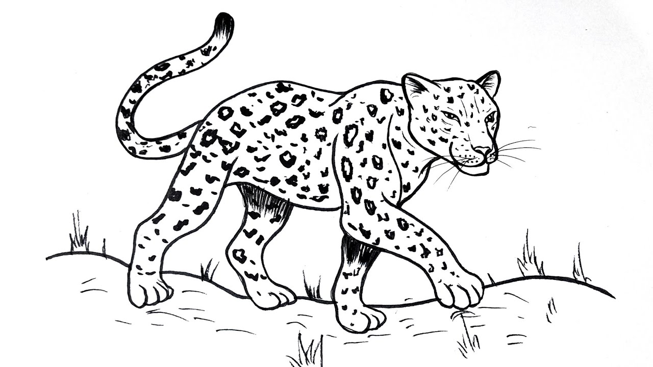 How to Draw a Leopard | Easy Step by Step Leopard Drawing for Beginners