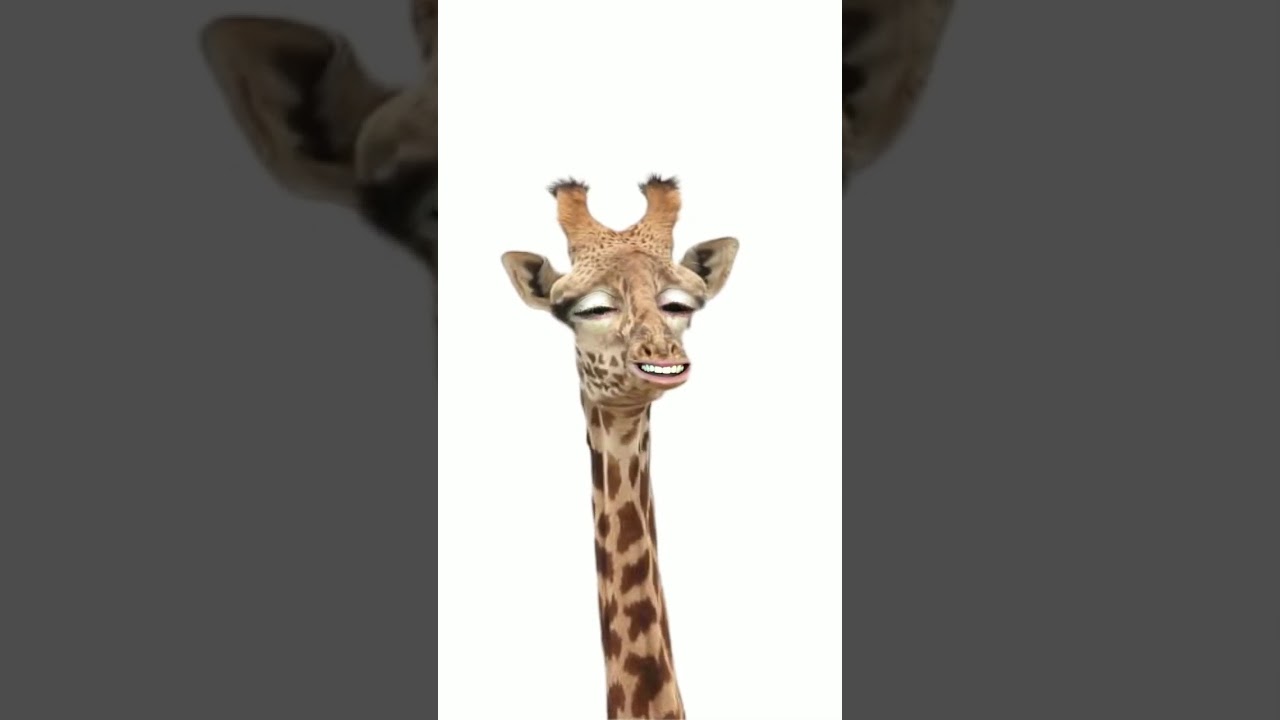 Giraffe schreit guten Morgen