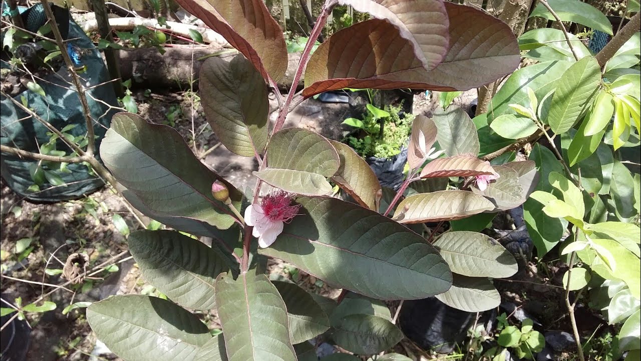 10 Manfaat Jambu biji merah Australia buat kesehatan