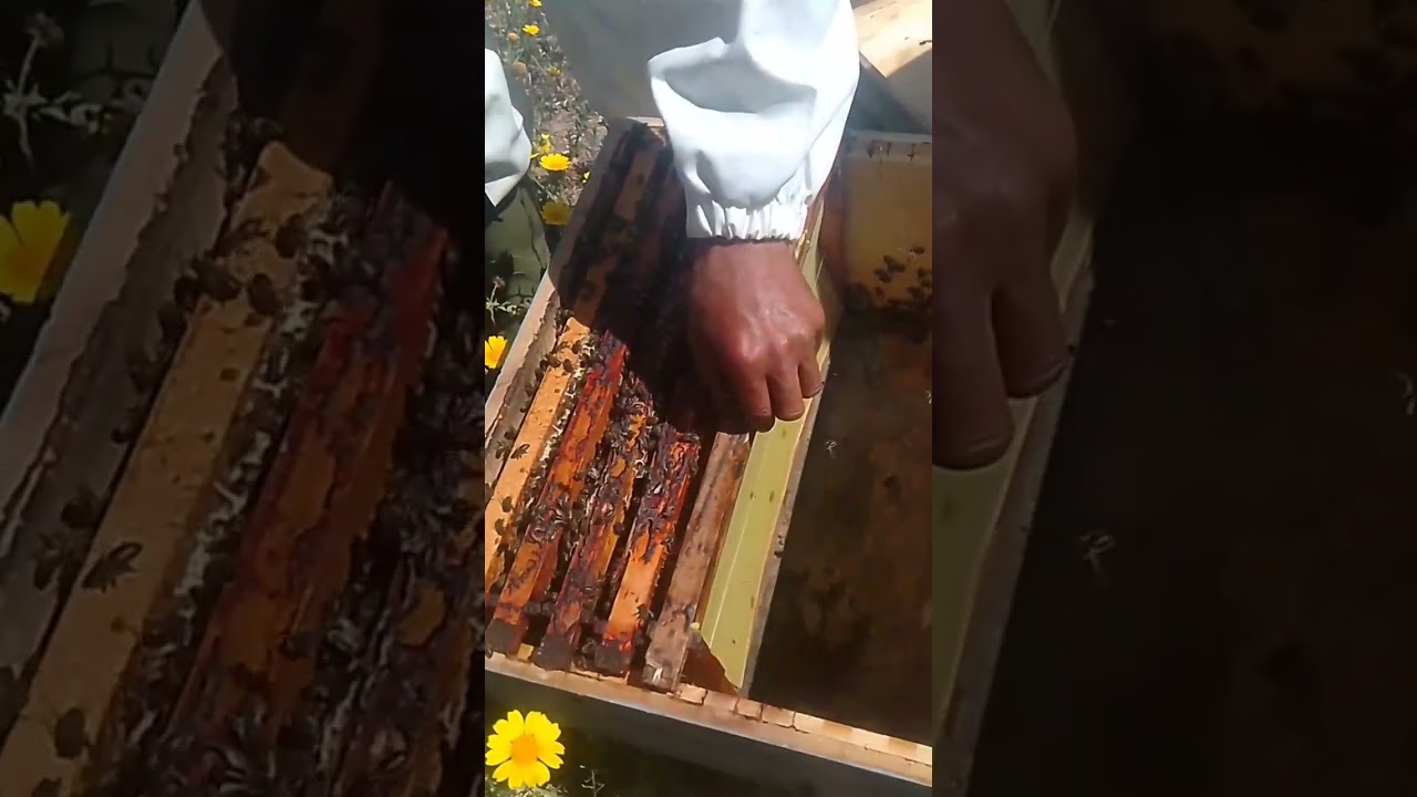 كيف تقسم طرد نحل قوي بدون البحث عن الملكة؟ أسرار اختيار الطرد المثالي خطوة بخطوة