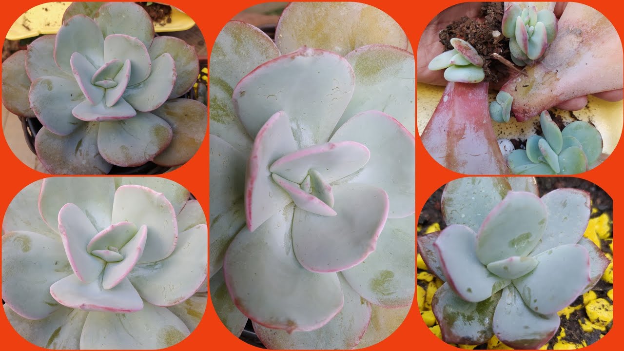 Suculenta Echeveria Gila:/Como Multiplicar Mudas por Folhinhas...