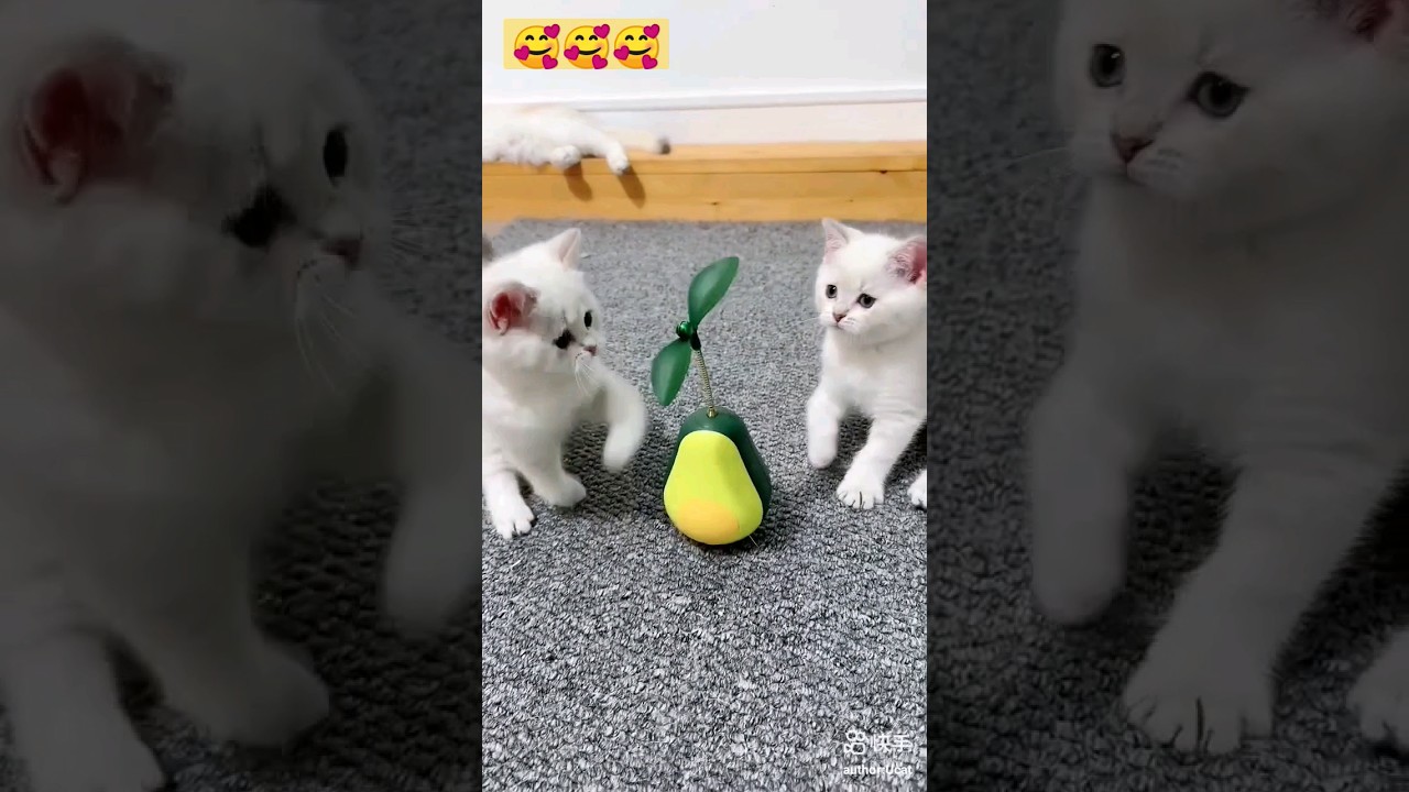 music start kro#cats#catshorts #pets #dogshorts#birds#youtubeshorts #salmankhan#tiger3#bollywood