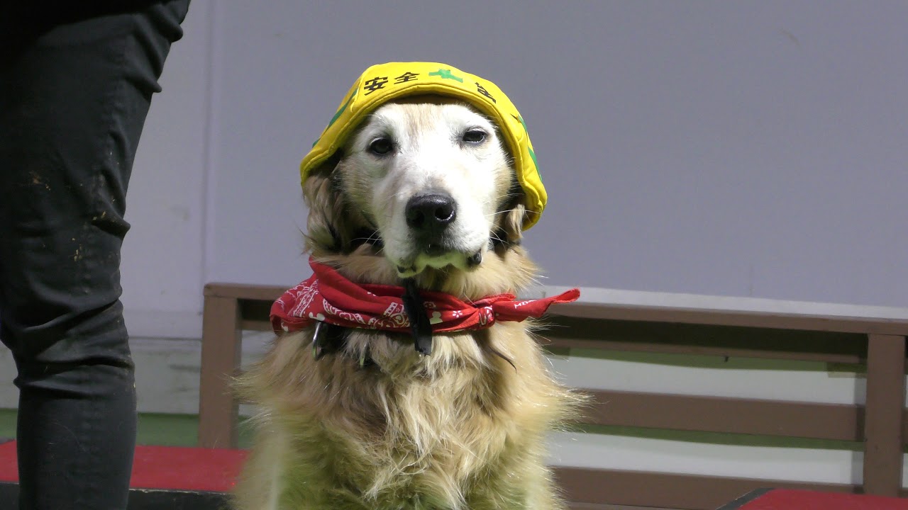 わんわん劇場「ドッグショー」 (わんわん動物園) 2019年1月23日