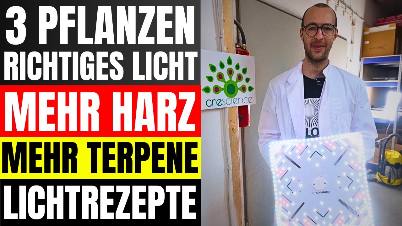 3 Pflanzen Lichtrezepte Kompakter Wuchs  mehr Harz und Max Terpene Wuchsform steuern mit Lichtfarben