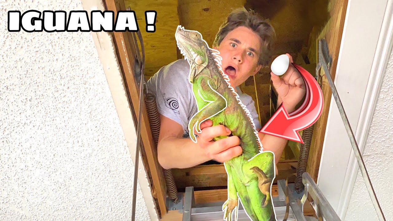 IGUANA FOUND LAYING EGGS IN MY ATTIC ! WHAT NOW ?!
