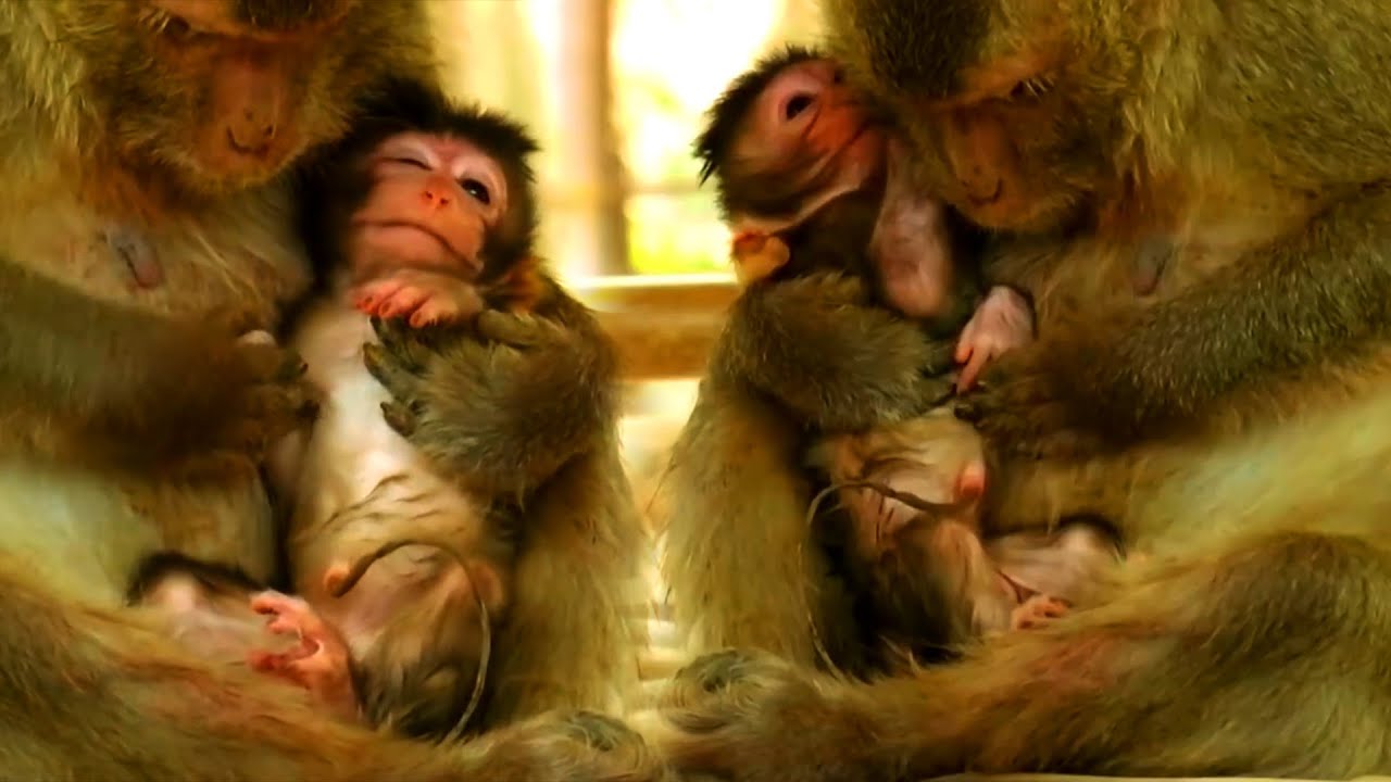 Adorable Wildlife Newborn Baby Monkey With Mommy's Good Care