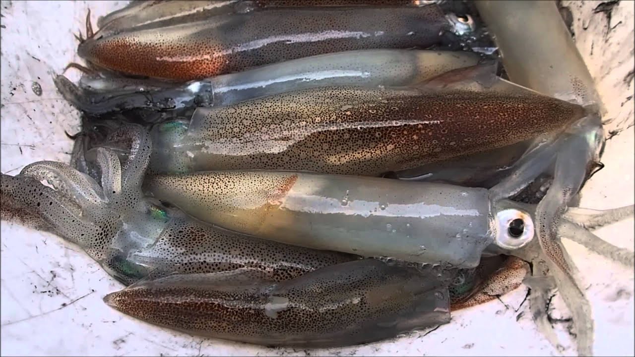Hot Squid Jigging Action in Puget Sound