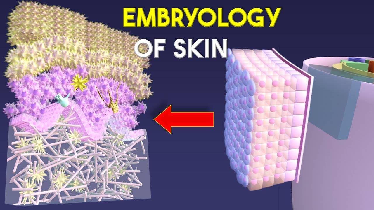3D Skin Embryology