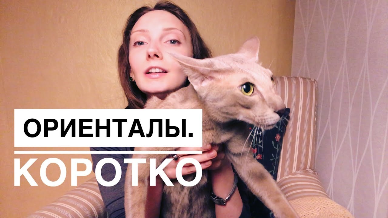 Ориентальная кошка. К чему готовиться. Дети и кошки. Очень активная/говорливая порода