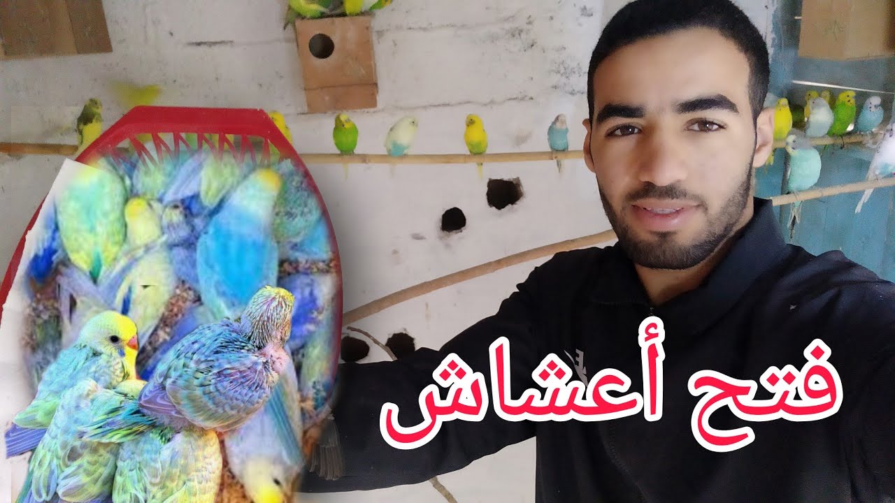 فتح 50 من أعشاش البادجي 😍 أو البيروش,2022,💯 إنتاج مشاء الله
