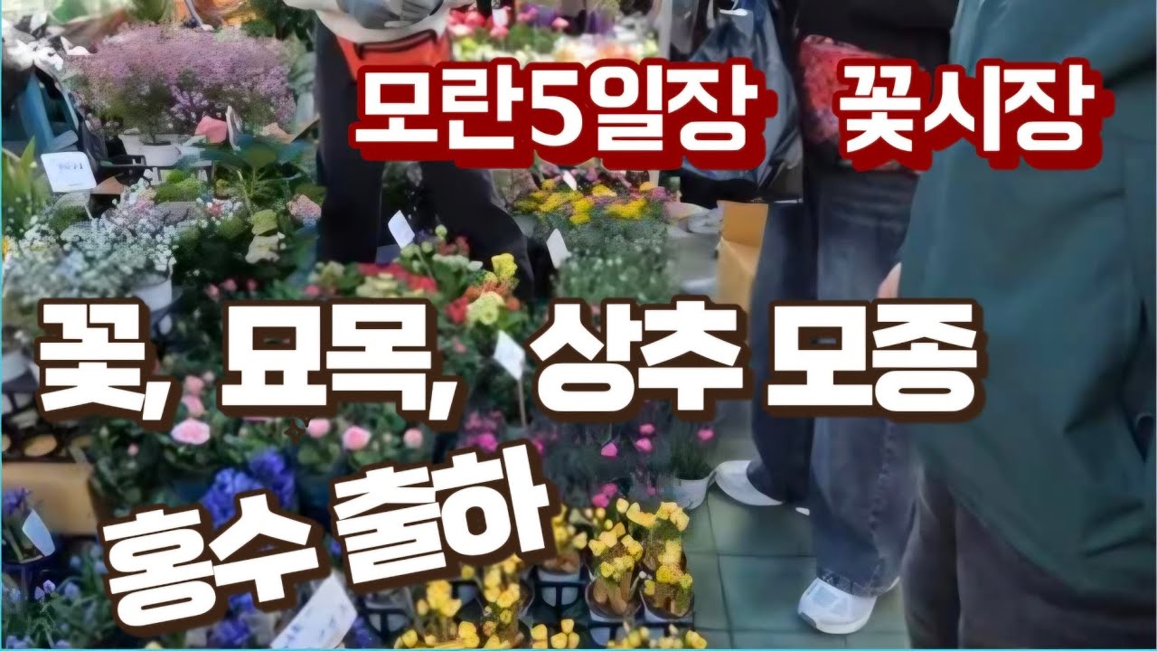 모란5일장  꽃시장  구름인파 / 모종 상추  6개 천원.