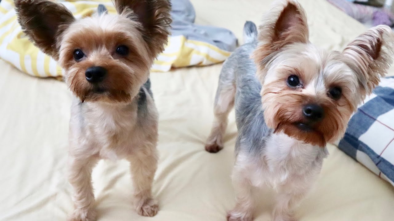Making Dog Soap 043 Neem Oil Charcoal Cold Process Pet Soap unscented, tutorial with recipe 寵物皂