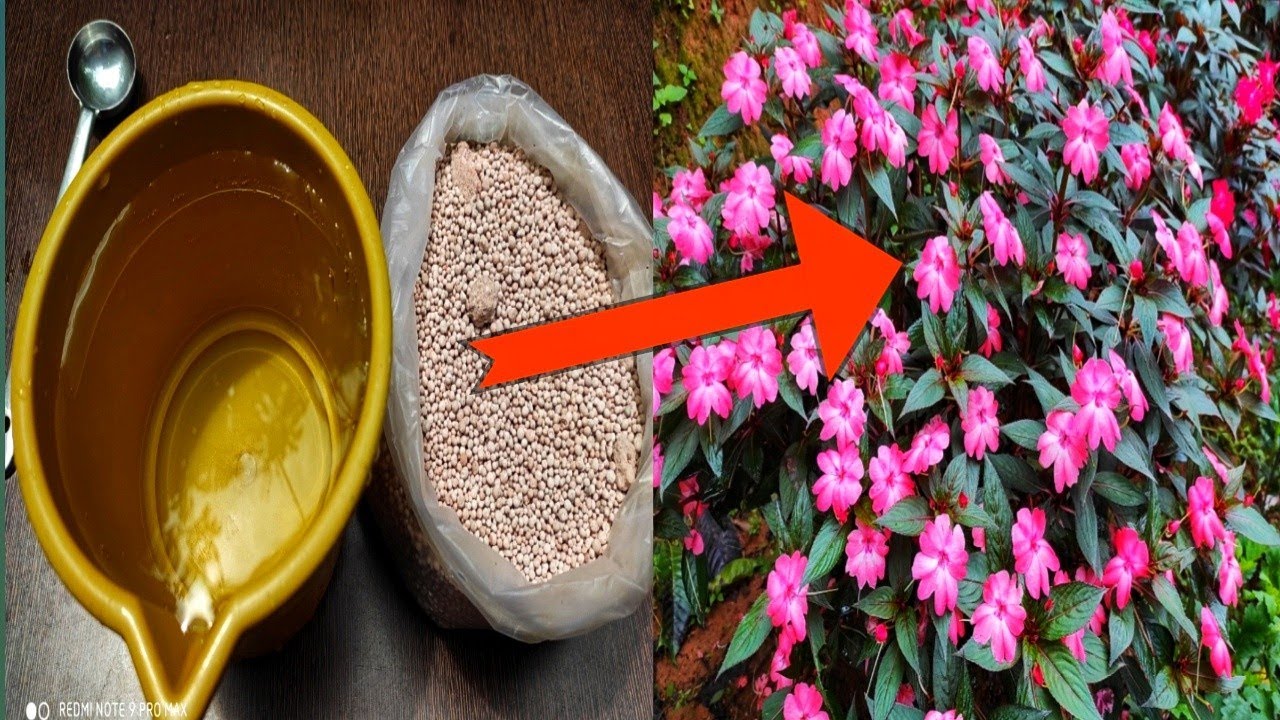 Chinese Balsam Plant Care in Malayalam | Balsam plant