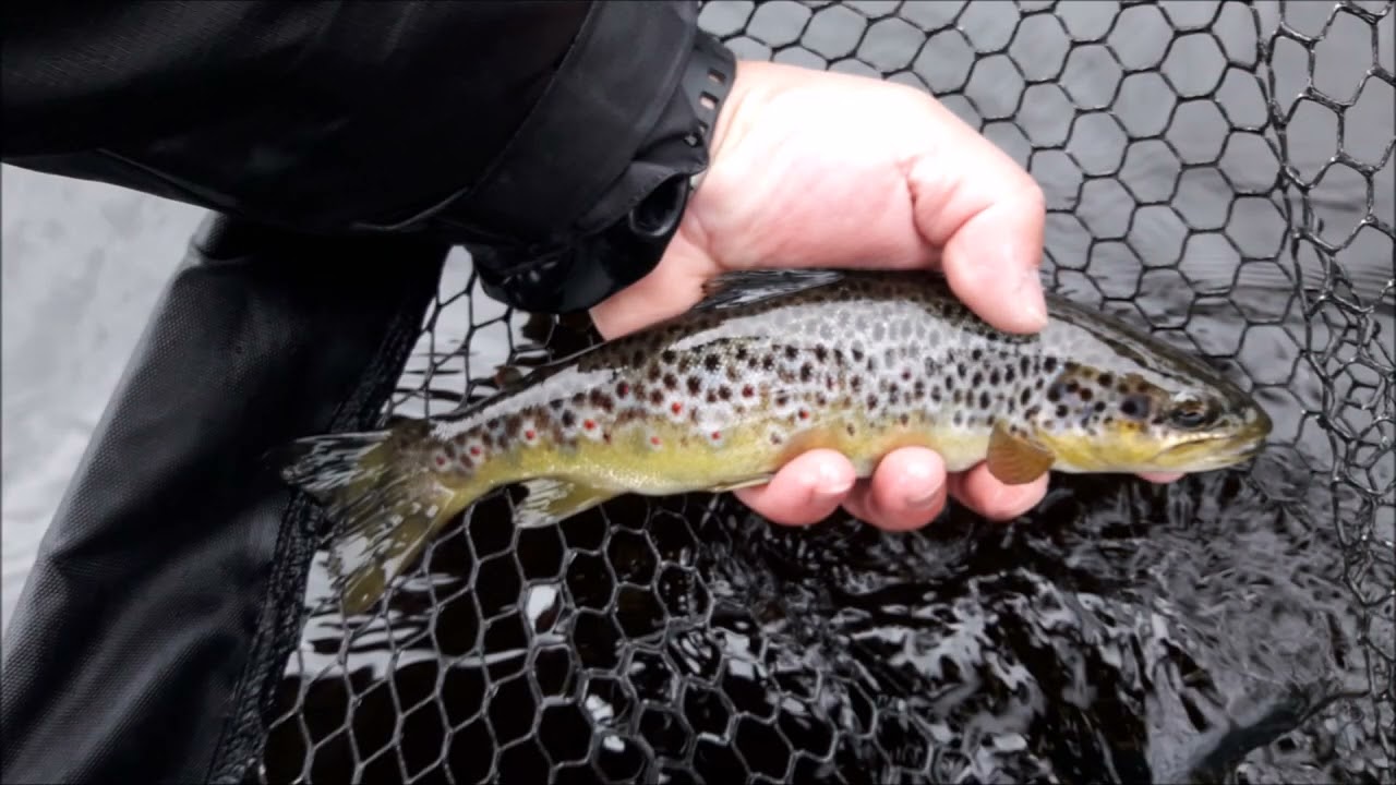 Pêche à la mouche en Irlande - Comtés de Donegal et Fermanagh – Mai 2022 – Guinness trip Part 4/5