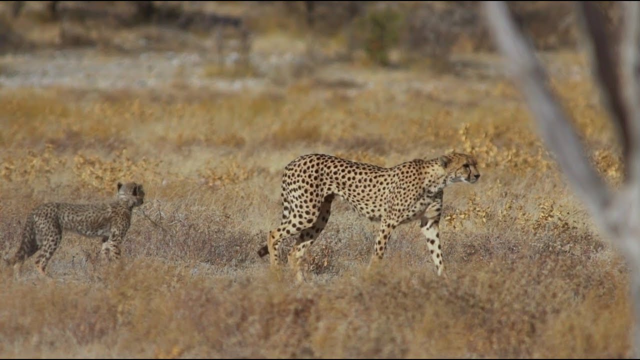 Etosha Cheetah Kill