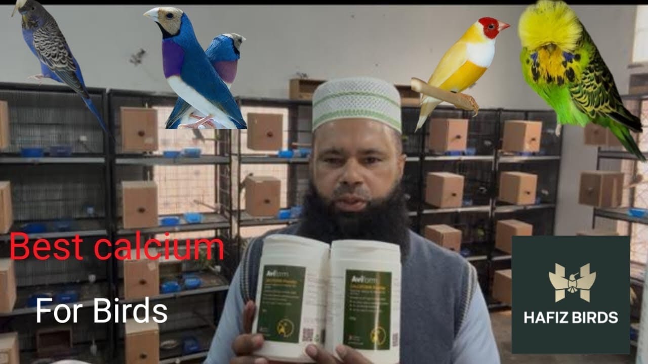 Best calcium for Birds ||HAFIZ BIRDS 