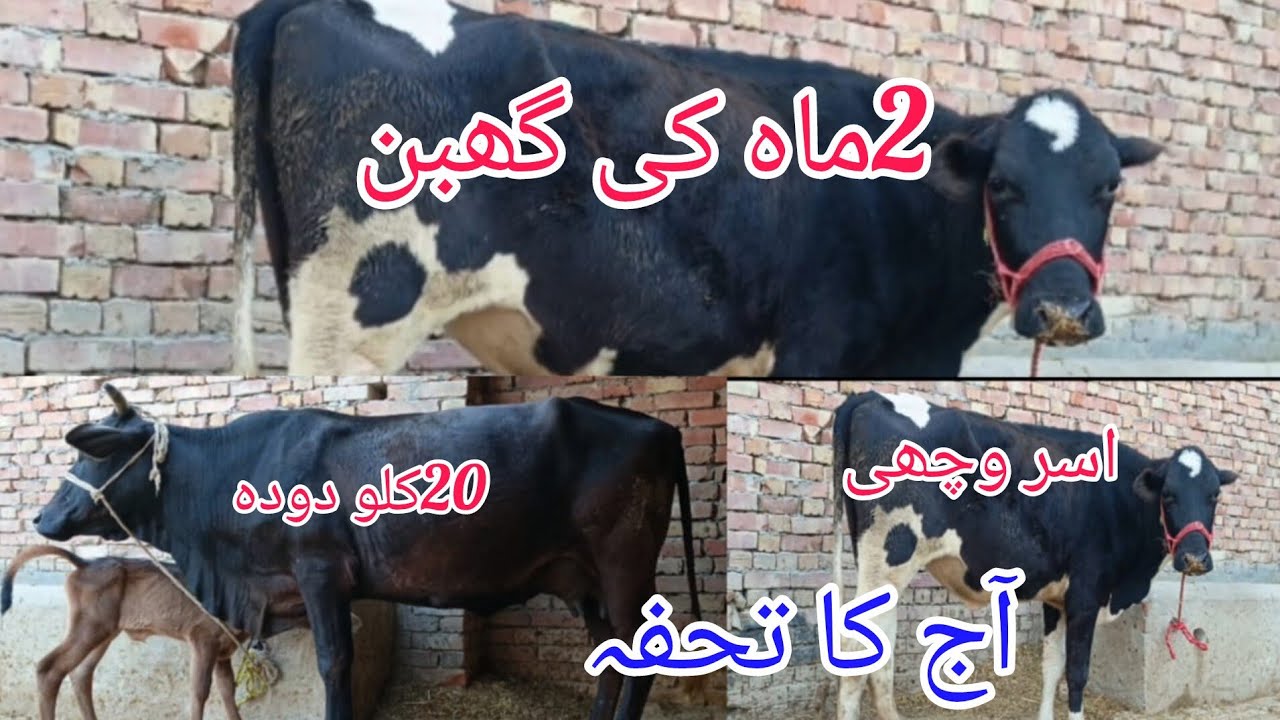 جرسی تازہ سوئی گائے اسر وچھی گھبن سیل آن پاکستان یوٹیوب 03051845466..=23.2.2026
