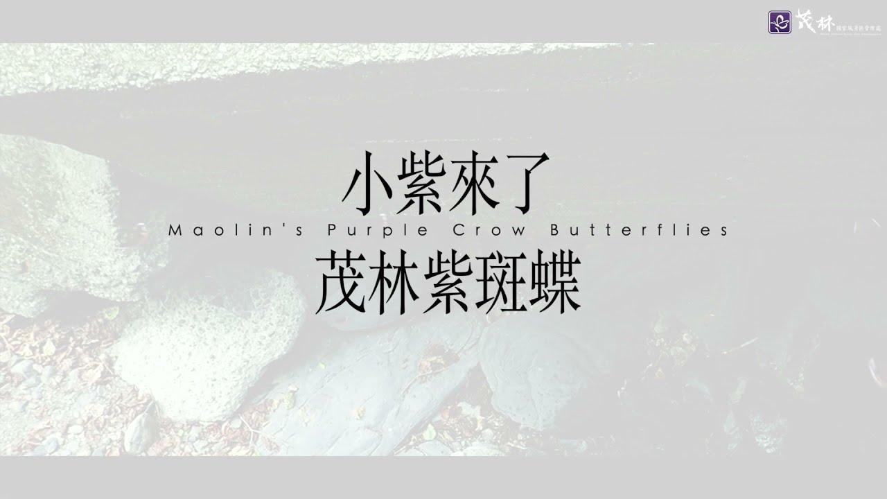遇見世界唯二的越冬型蝴蝶─紫斑蝶
