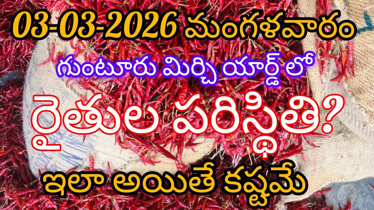 03-03-2026 గుంటూరు మిర్చి మార్కెట్ యార్డ్ పరిస్థితి ఎలా ఉంది?