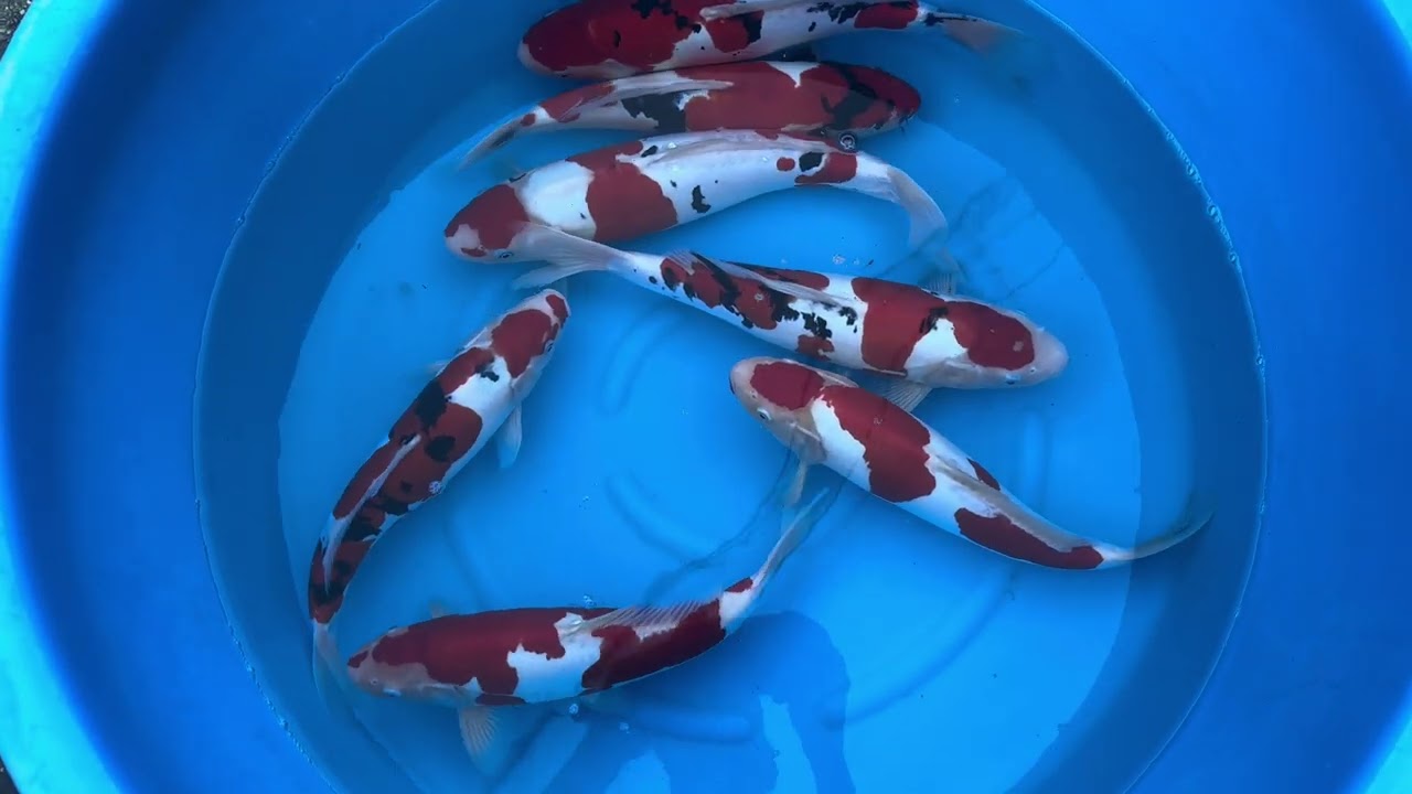 Koi Kichi - Koi Import für Saison 2025