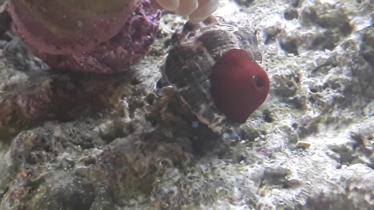 Natural sea water marine aquarium hermit crab and anemone symbiosis .