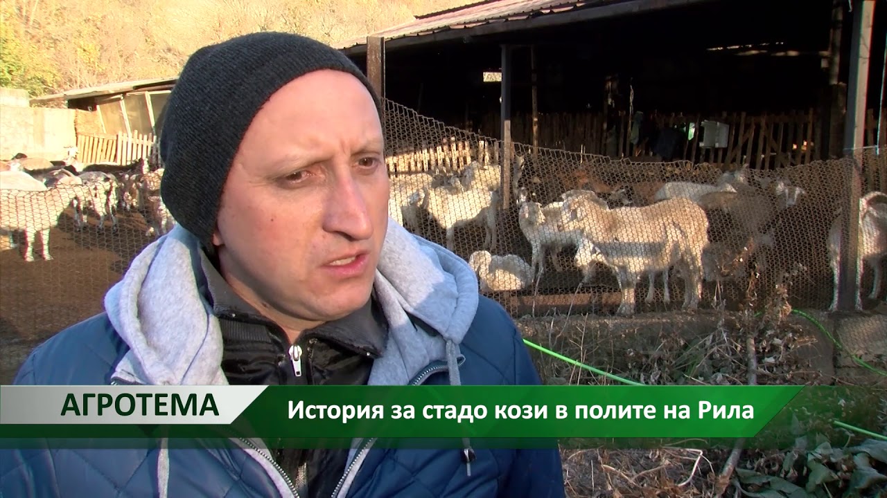 Агротема: История за стадо кози в полите на Рила