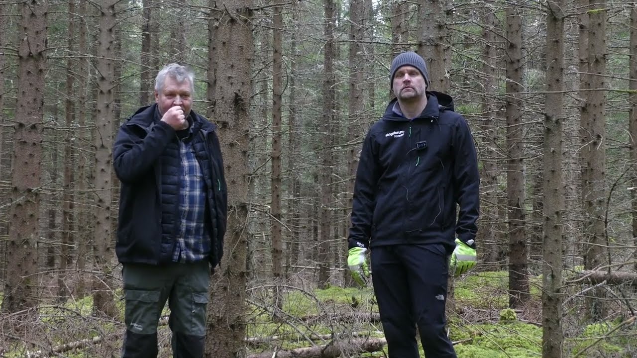 Gallra eller inte gallra? Del 3 - 1100 stammar men ingen gallring?
