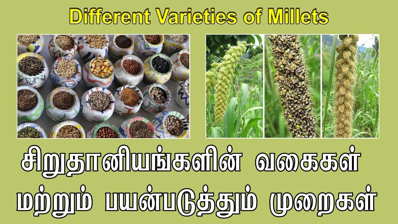 சிறுதானியங்களின் வகைகள் மற்றும் பயன்படுத்தும் முறைகள் | Varieties of Millets and how to use?