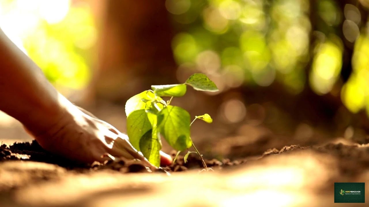 🚜 Esta Planta Puede Ahorrarte MUCHO #dinero en Fertilizantes | El Secreto que el Agro Olvidó