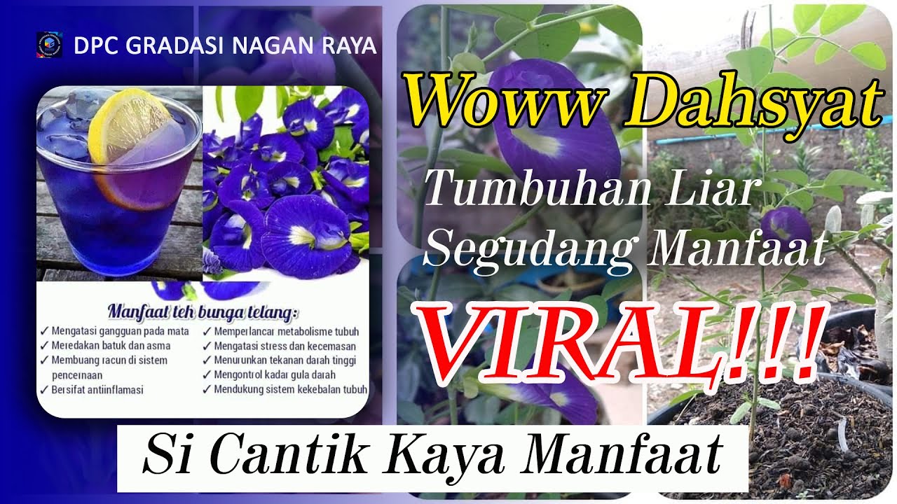 the benefits of butterfly pea flowers, food products in Indonesia