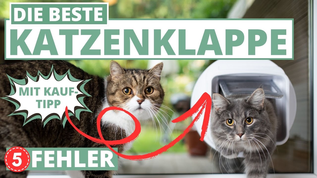 Beste Katzenklappe - 5 Fehler beim Kauf